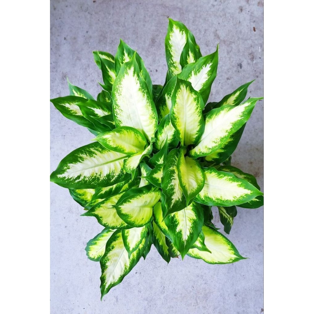 Hai Mampir Shop Aglonema Tisue//Diven Tisue Gold Cocok Untuk Hiasan Ruangan Indor Dan Outdor