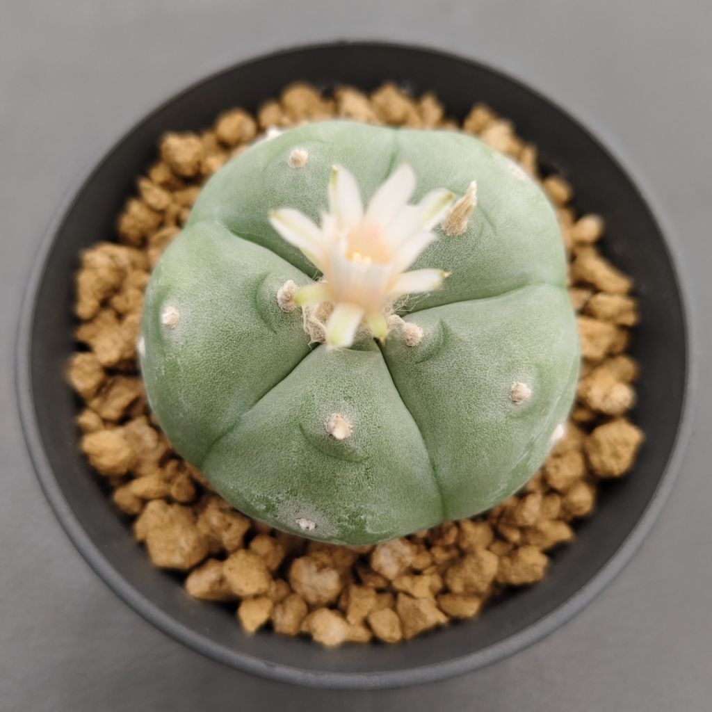 Cactus Lophophora williamsii var. texana pentagona