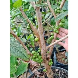 Bibit Anggur White Jaboticaba Anggur Pohon Putih Okulasi Sambung Susu
