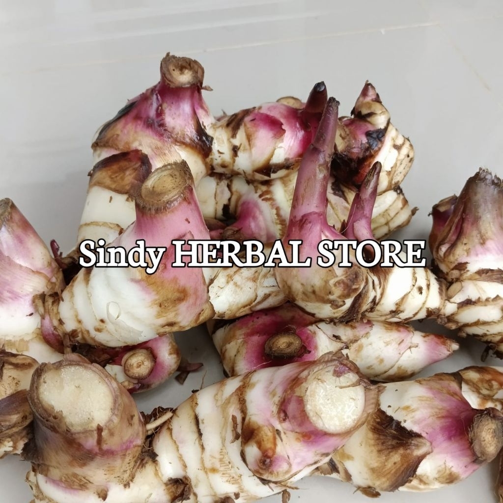 

Umbi Ganyong Merah Segar Isi Per 500 Gram