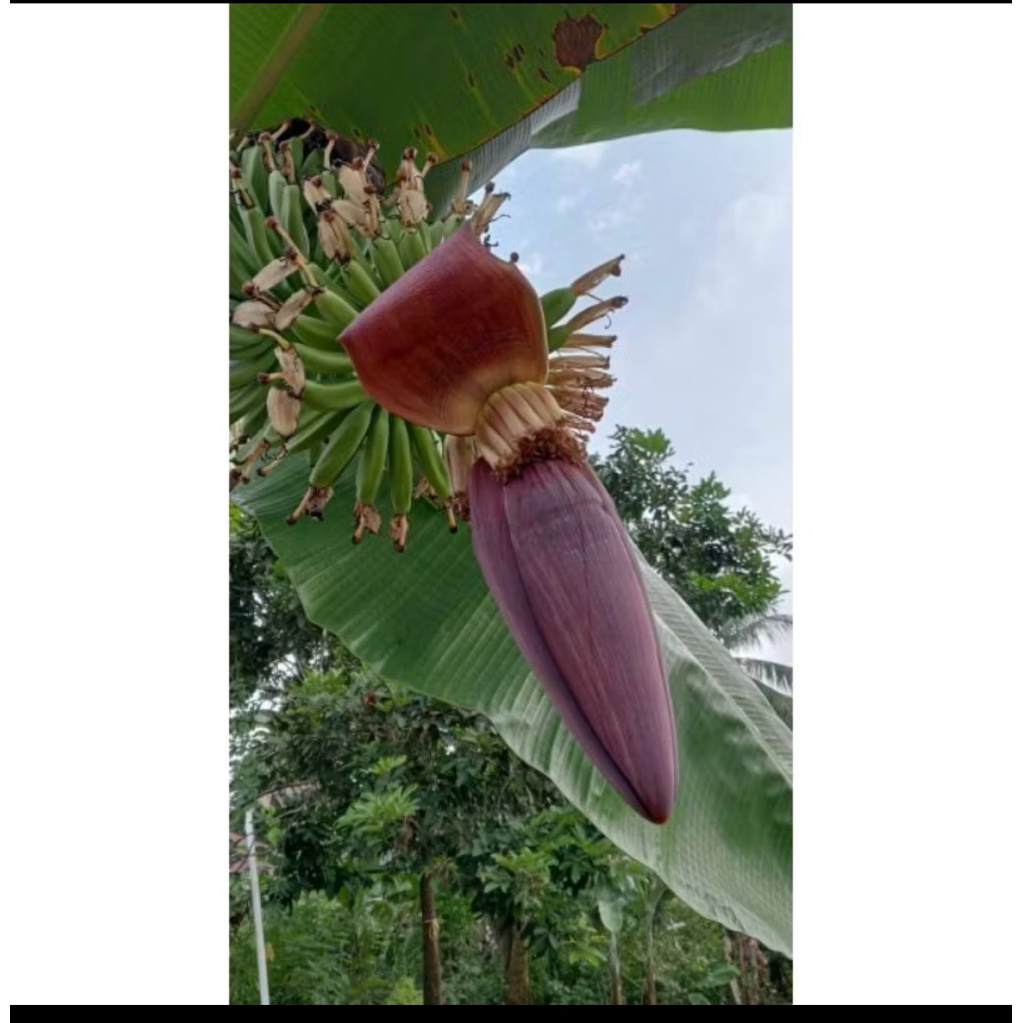 

ontong pisang fresh dari pohonnya langsung