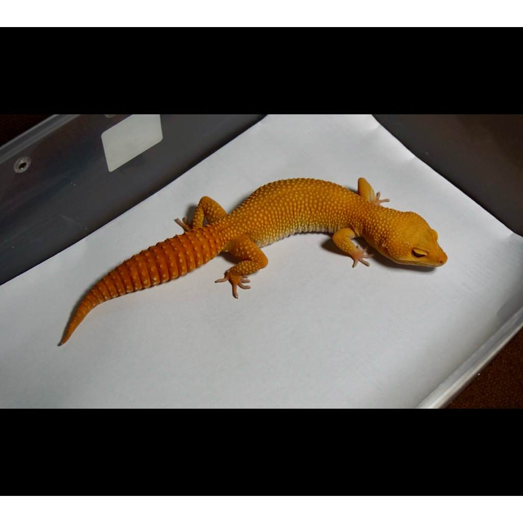 Mainan Anak - Leopard Gecko Sunglow Full CT Proven