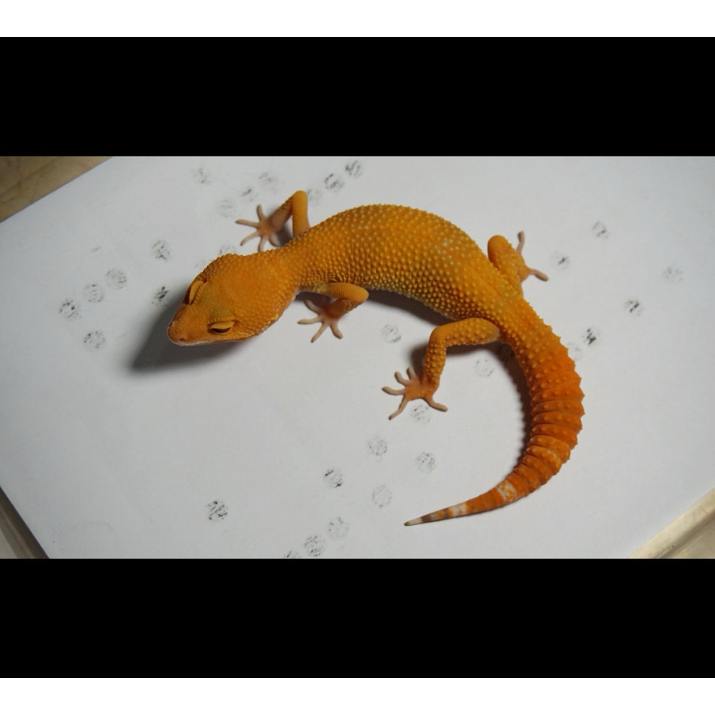 Mainan Anak - Leopard Gecko Sunglow Juve