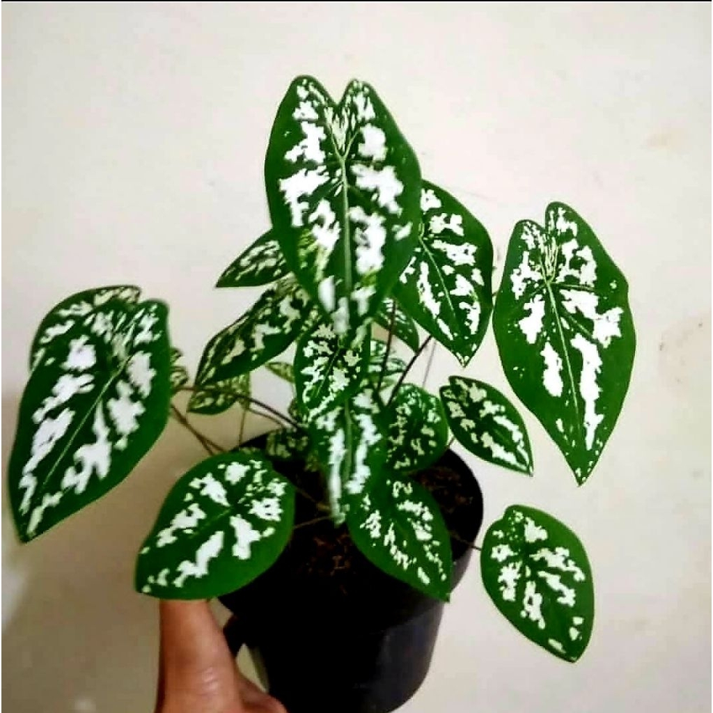 Tanaman Hias Calladium Liliput / Bunga Hias Caladium Liliput / Bunga Hidup
