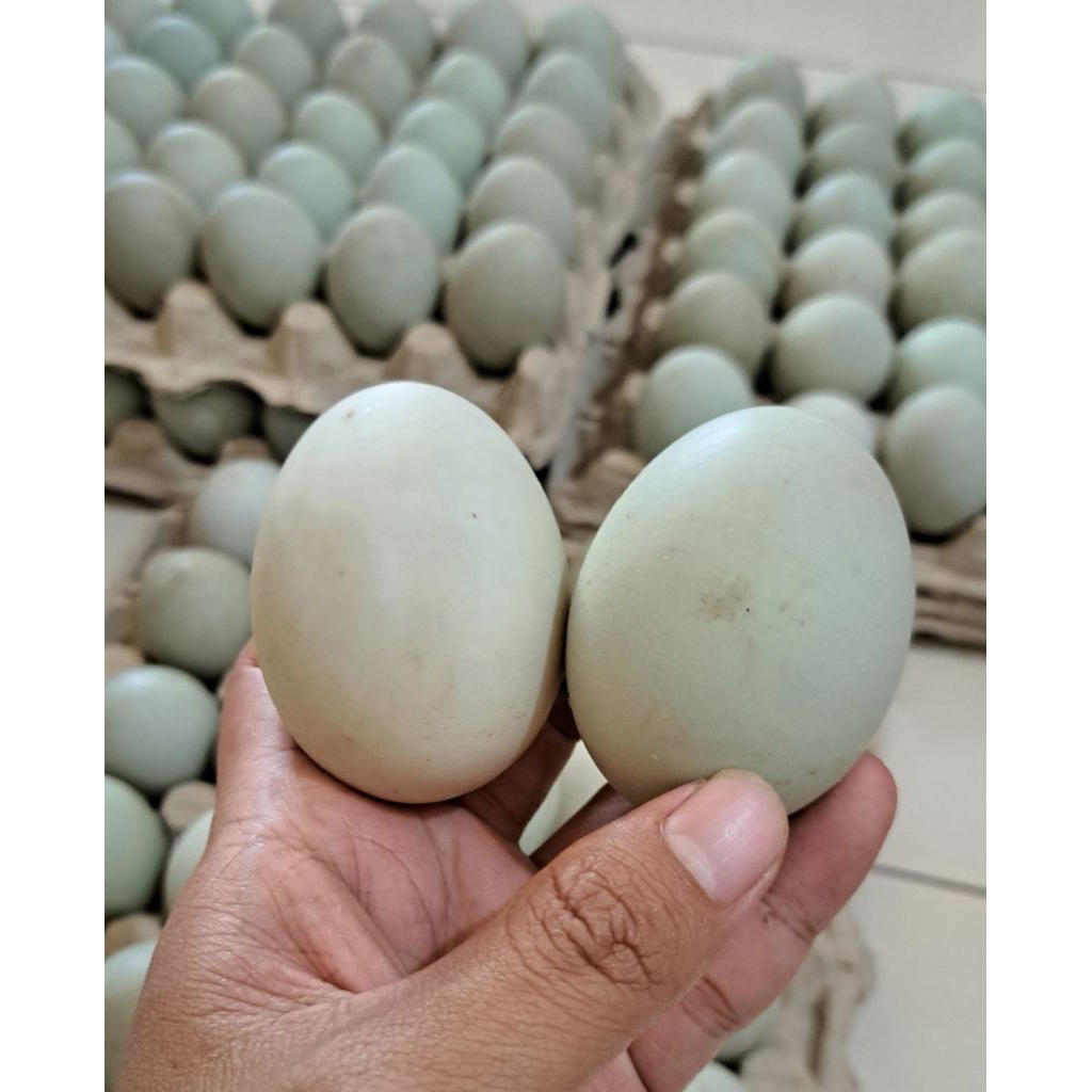 

Telur Bebek/ telur bebek mentah