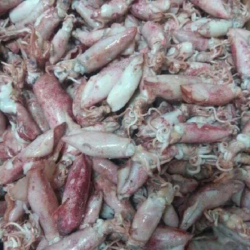 

Baby cumi Segar Cumi Segar seafood hasil laut 1kg