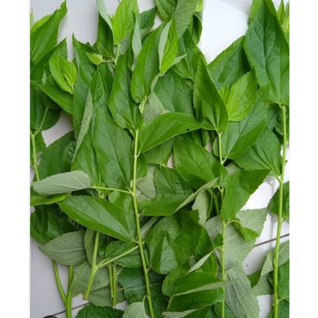 

Daun kersen segar petik langsung 100 gram