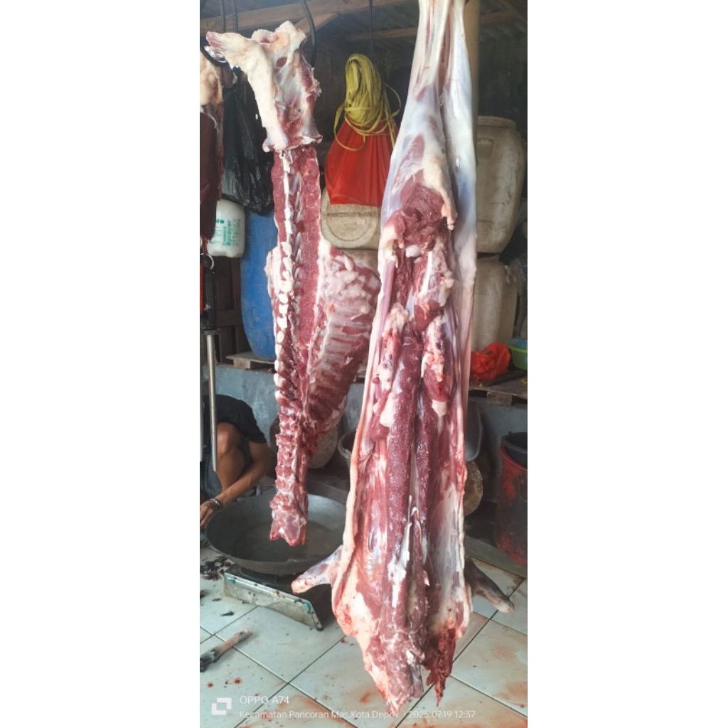 

KARKAS DOMBA PENGGEMUKAN (FRESH FATTENING LAMB)