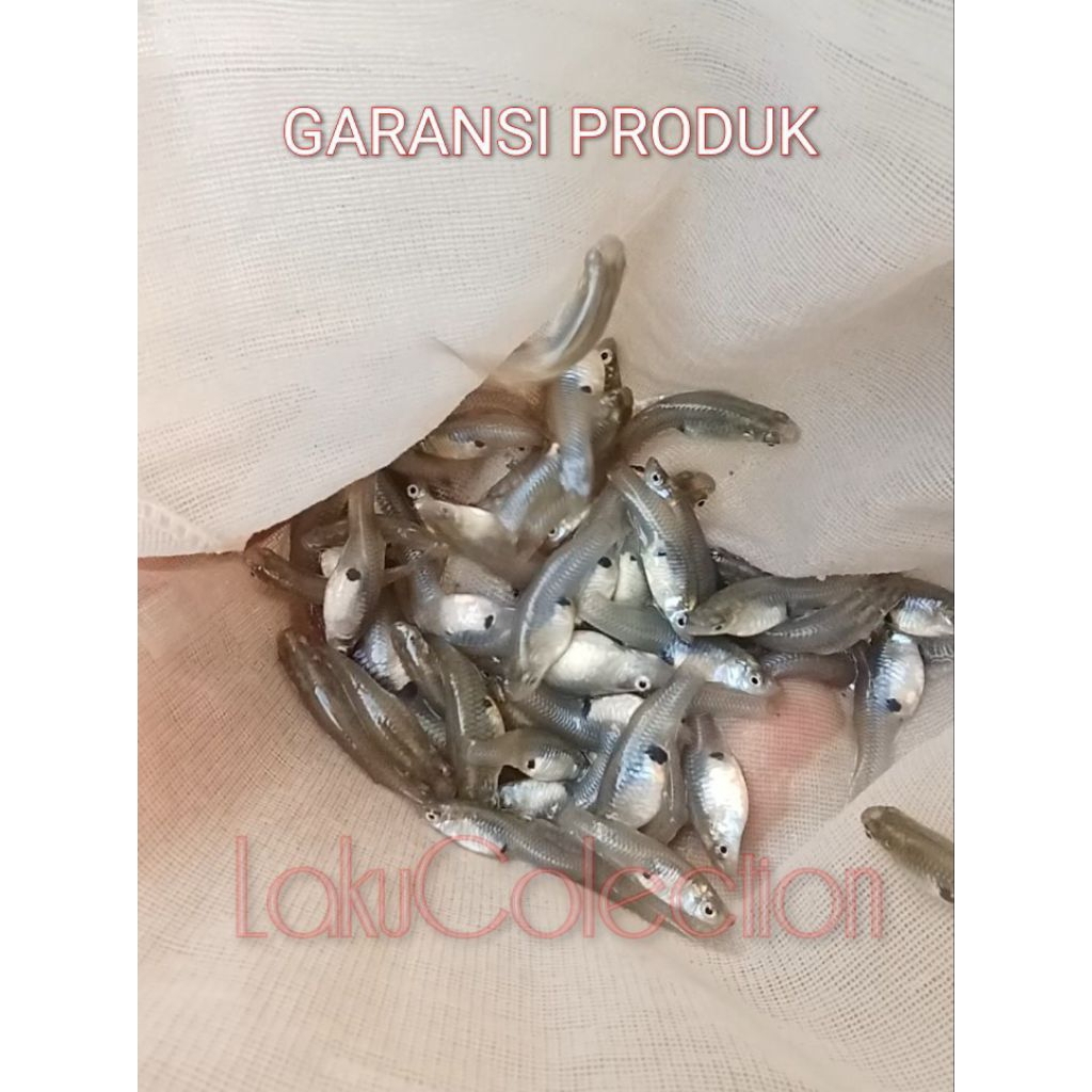 Guppy rawa Cere kali paket 50 pcs size besar pakan alami ikan predator Channa Pbas Oscar Datz Tiger 