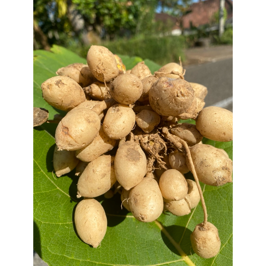 

Kunyit putih segar Kunyit pepet segar