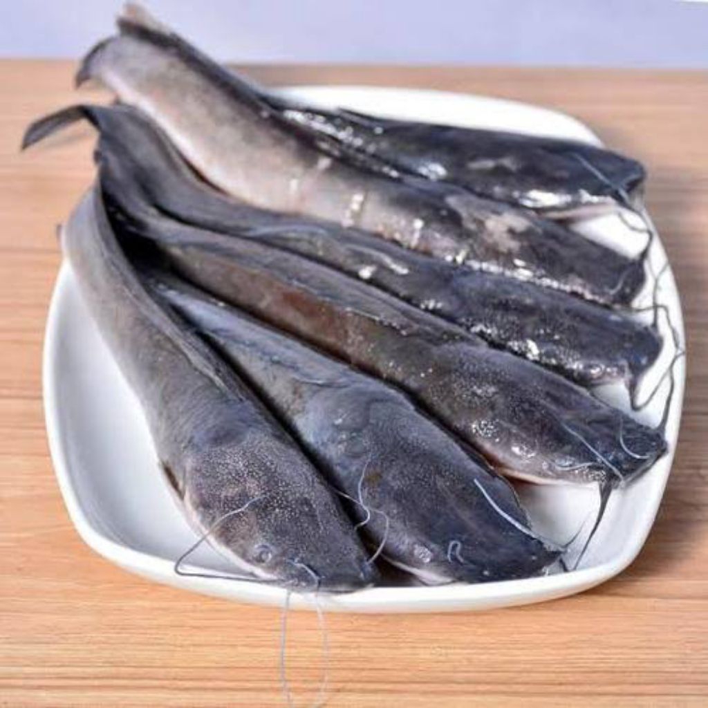 

Ikan Lele Konsumsi Segar (Ikan segar)