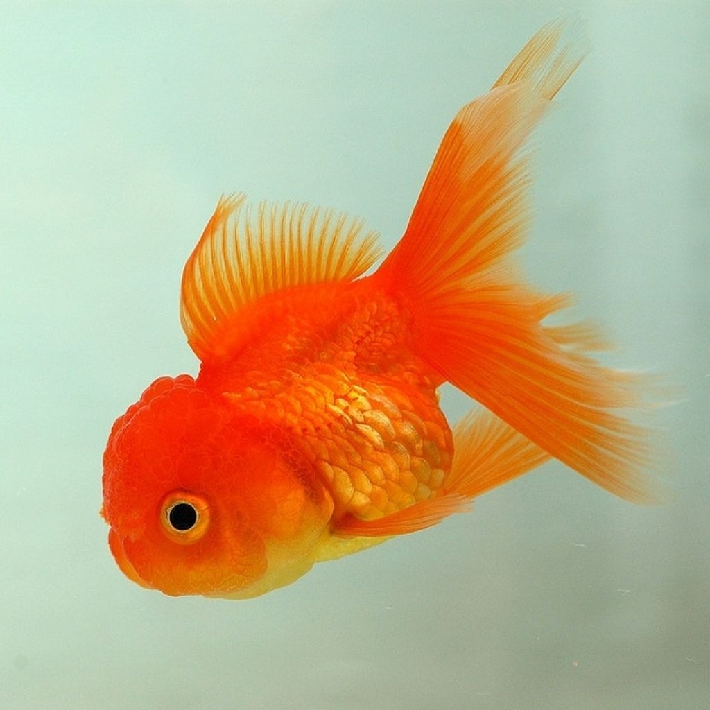 [Chan Aquatic] Ikan Hias Koki Oranda Size S Orange Oranda Goldfish