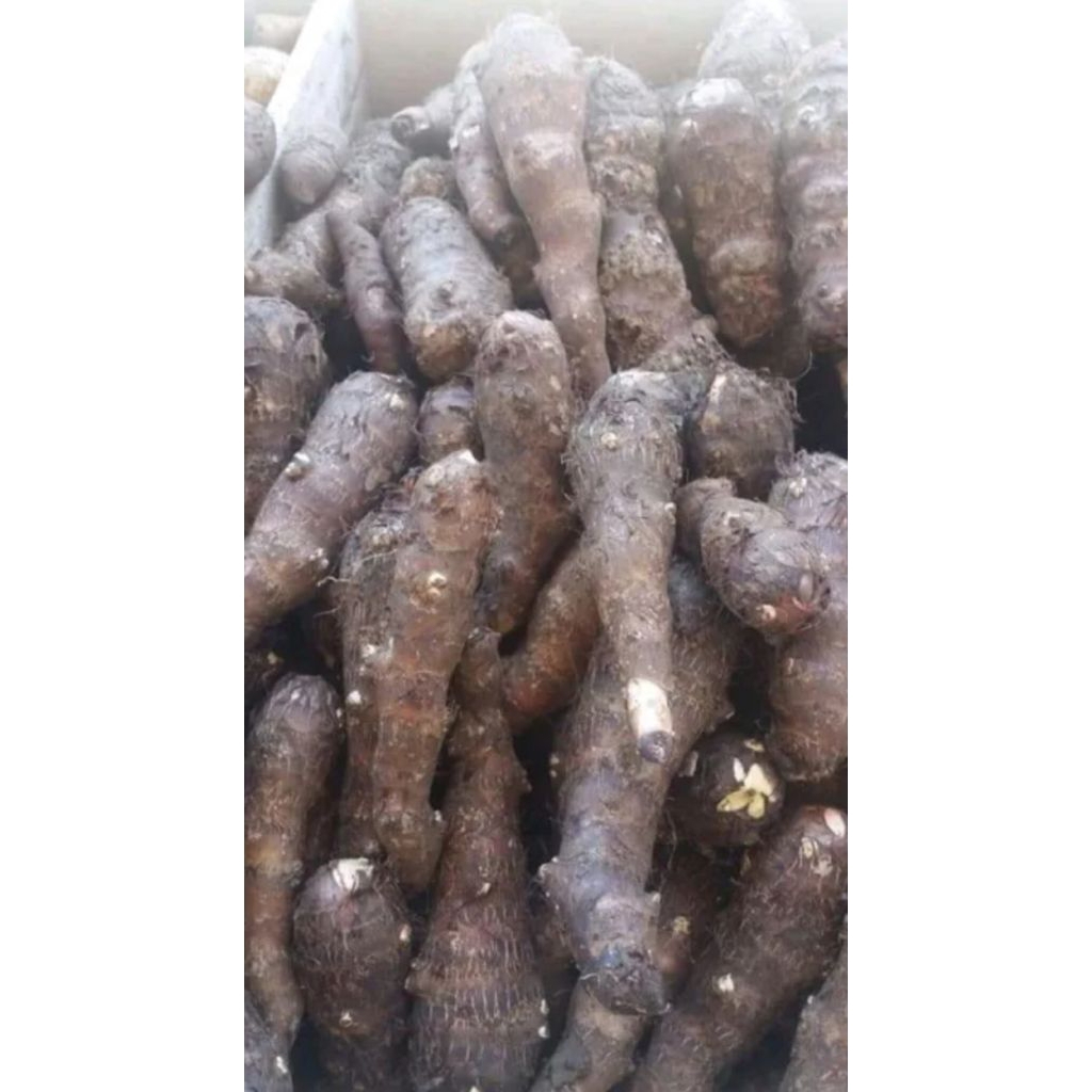 

Talas Belitung 1kg berkualitas segar