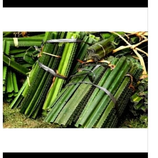 

Daun Pandan Laut Kering Asli – Aromatik Alami Serbaguna isi 10 potong