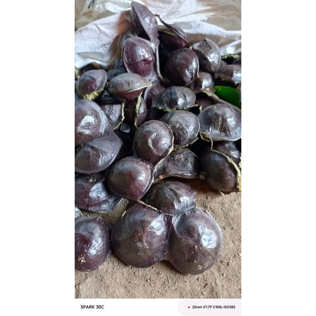 

jengkol lalap kulitan lampung murah 1kg murah paling banyak dicari