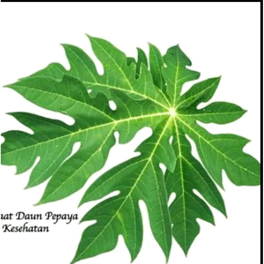 

Sayuran daun pepaya muda 500 g