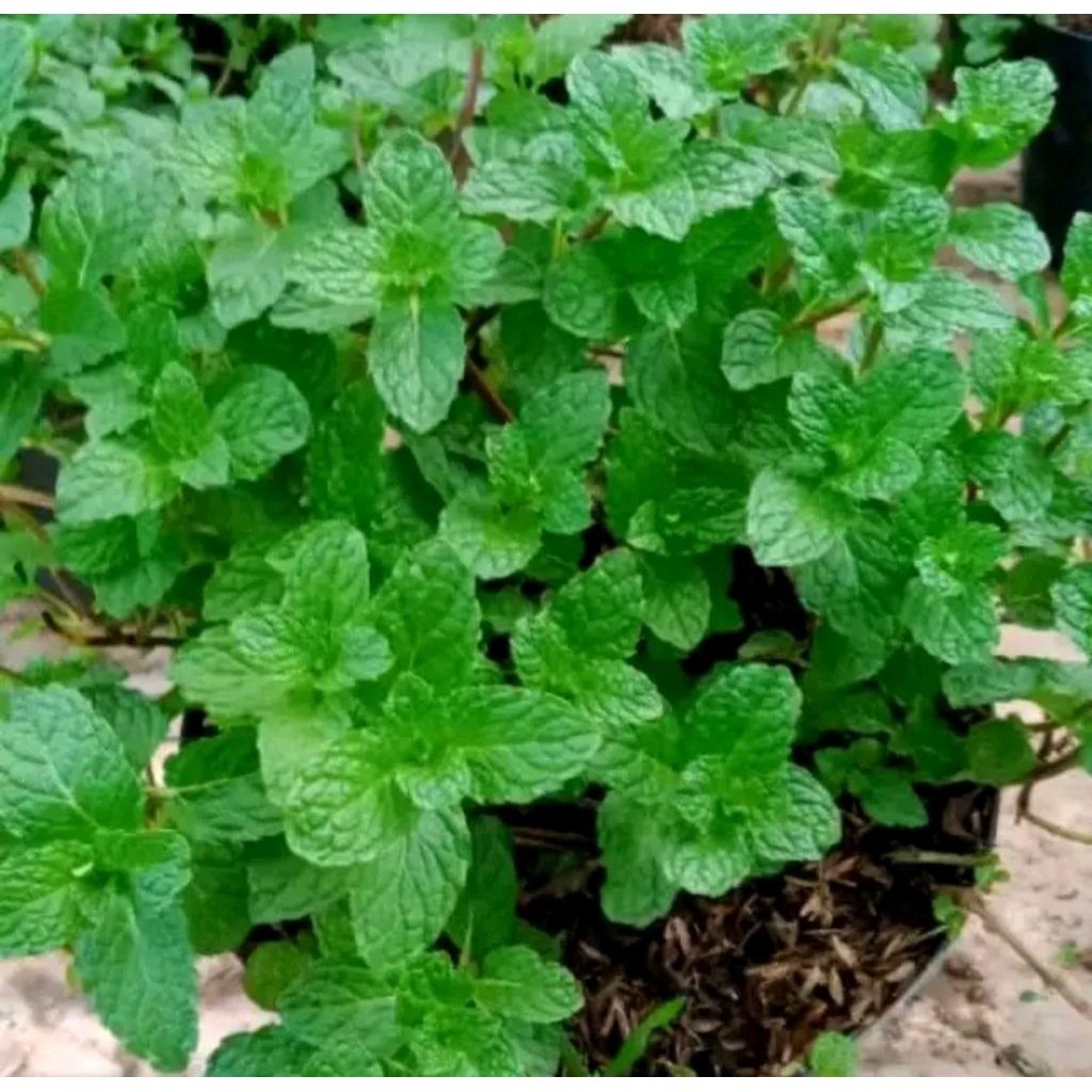 

Sayuran daun mint segar 100 g