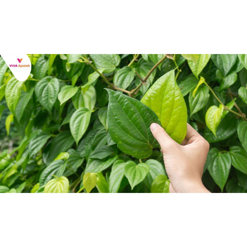 

Daun sirih hijau segar 500 gram