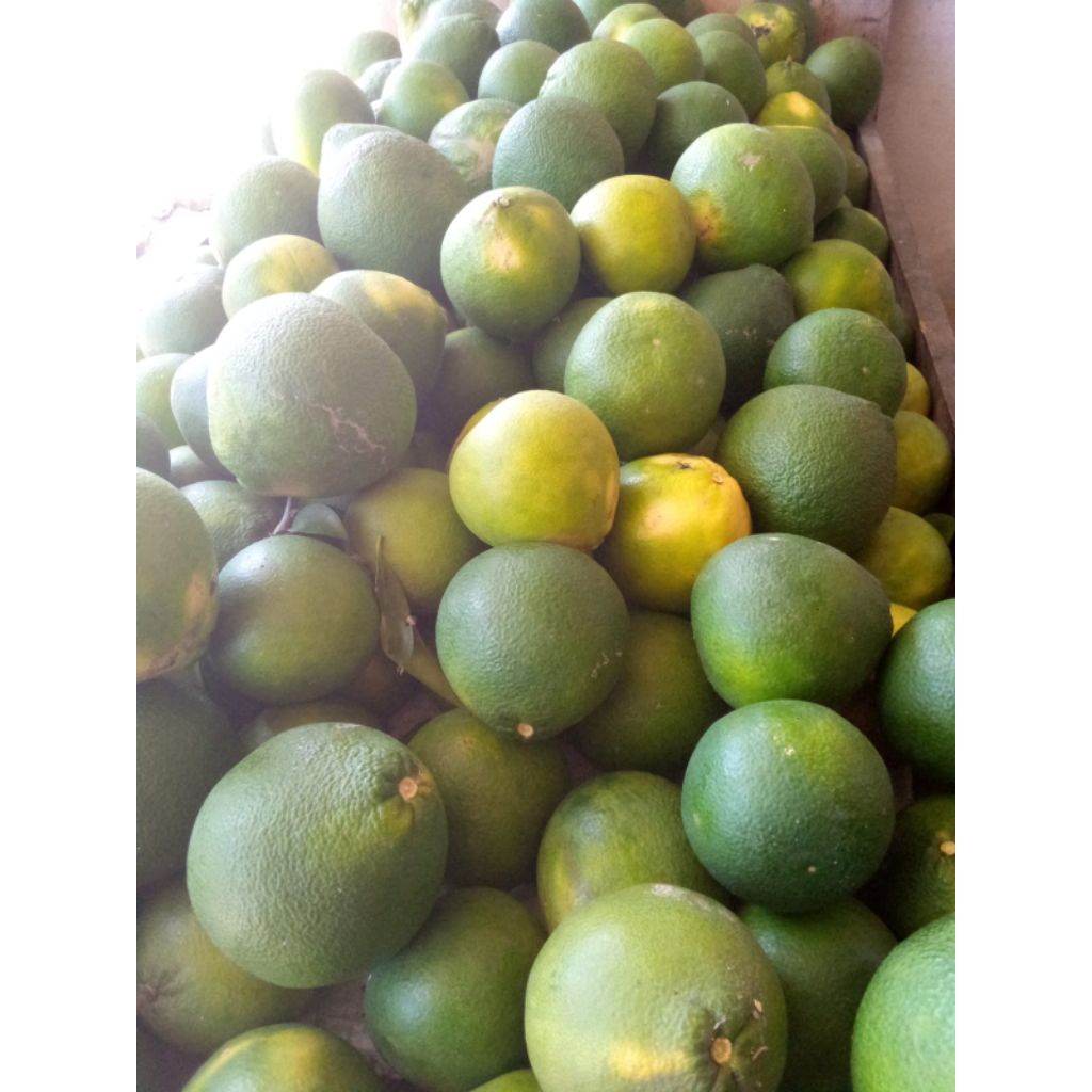 

Jeruk Baby Fress 1 kg / Jeruk Baby Java / Jeruk Iris Baby Lokal Sragen