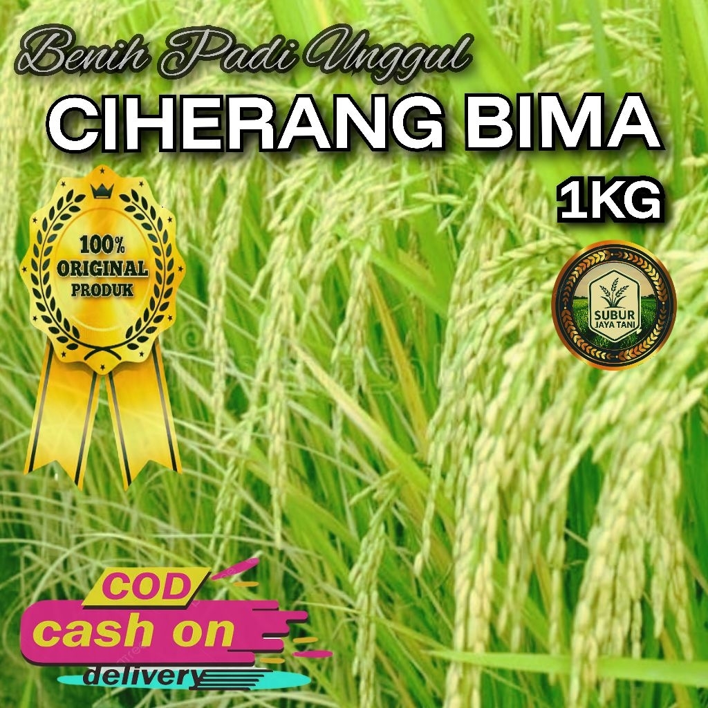 (1KG) Benih Padi CIHERANG BIMA Bibit padi super unggul berkualitas