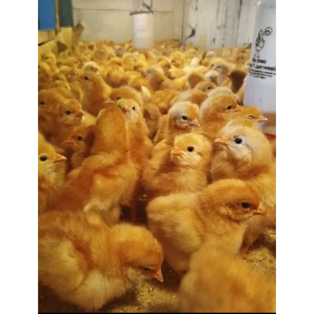 Bibit Anak ayam Petelur ,Doc Ayam Petelur , Anak ayam Merah