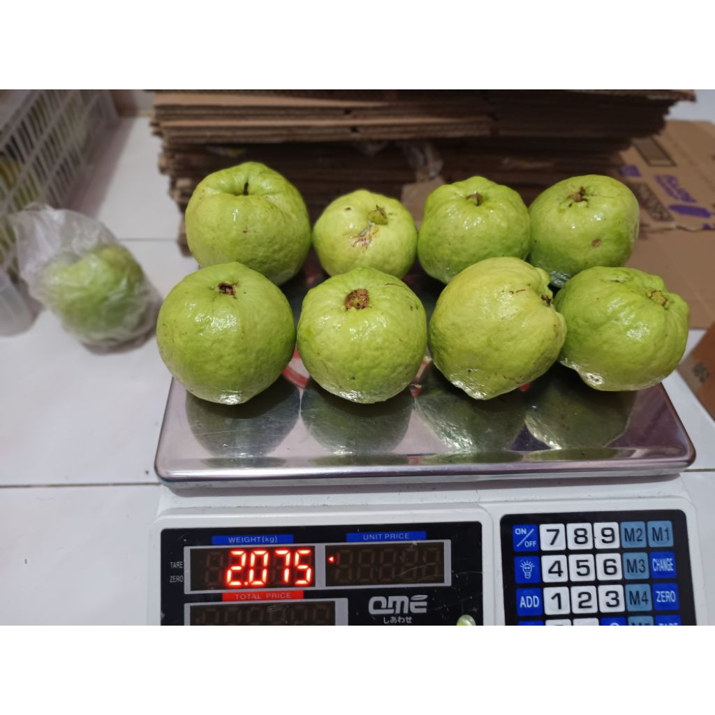

Jambu kristal 2 kg isi 4-6/kg
