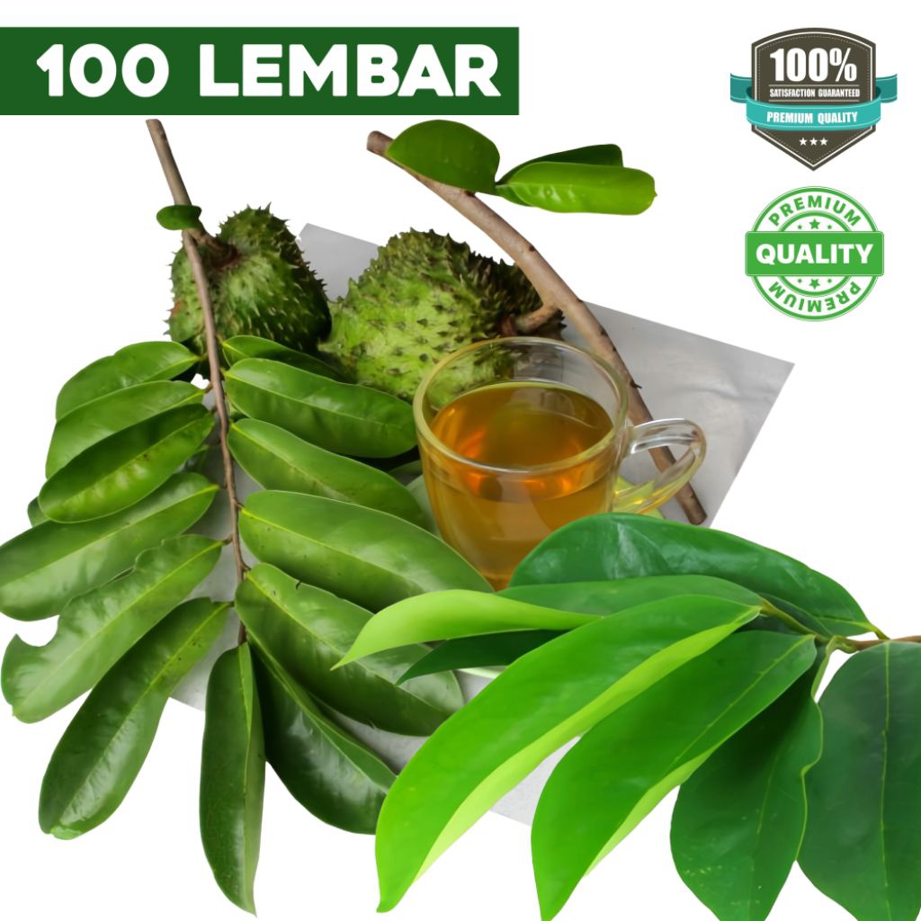 

PROMO Daun Sirsak Segar Organik Herbal Obat Kanker Daun Sirsak Segar Fresh Langsung Petik Daru Kebun