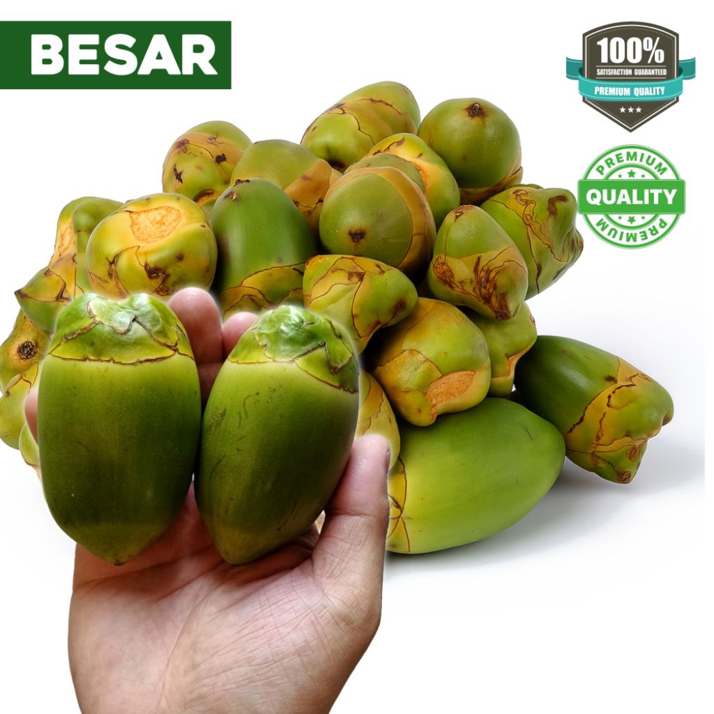 

PROMO Beluluk Buah Kelapa / Tembuluk Kelapa Besar Per 10 Biji