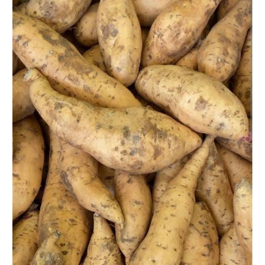 

Ubi Cilembu madu oven 1kg