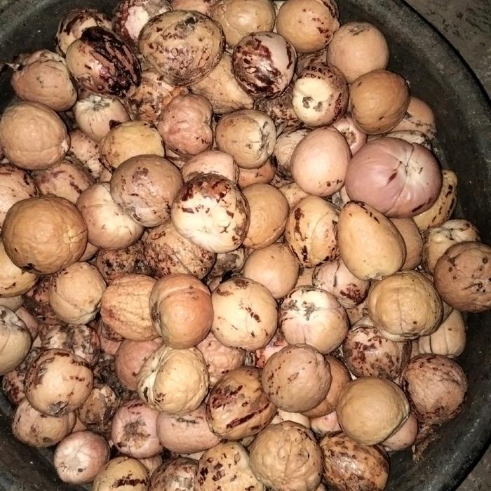 

biji alpukat bahan sedling siap semai