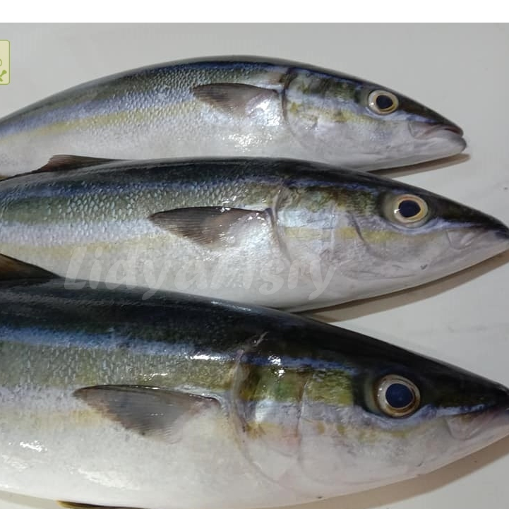 

Ikan Salem Segar 1Kg Ikan Salem Salmon Lokal