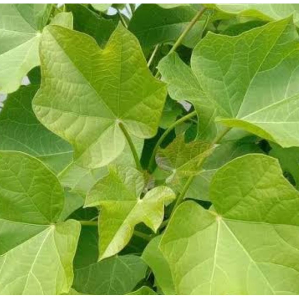 

Daun jarakpagar segar petik langsung-az