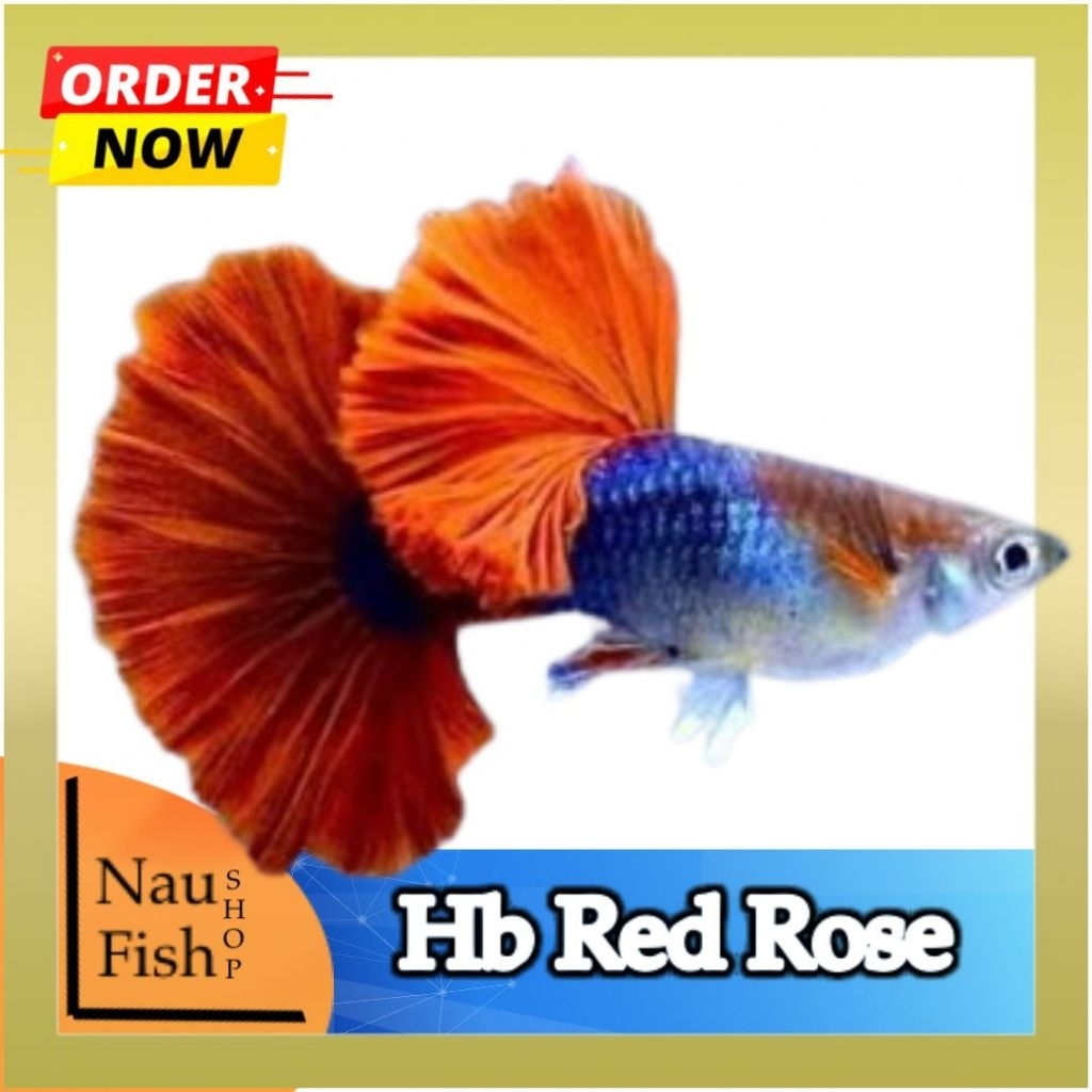 HIASAN AQUARIUM- Guppy HB red rose tail