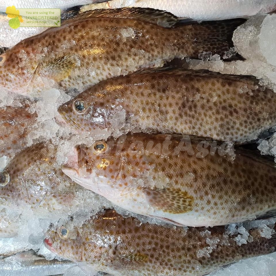 

Ikan Kerapu Segar 1Kg Ikan Kerapu Utuh Ikan Kerapu Totol
