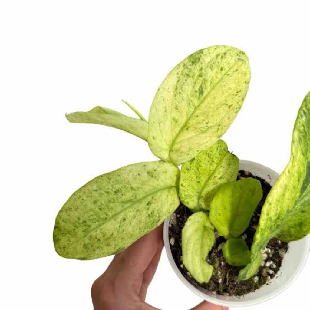 Rhaphidophora Korthalsii Variegata Rare Plant