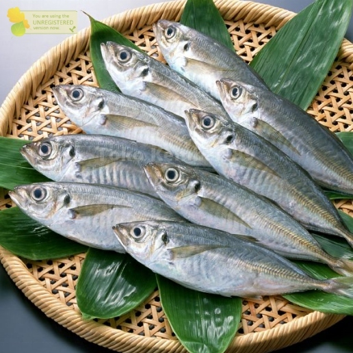 

Ikan Salem Layang 1Kg Ikan Salem Segar Ikan Layang Segar Ikan Layang Benggol