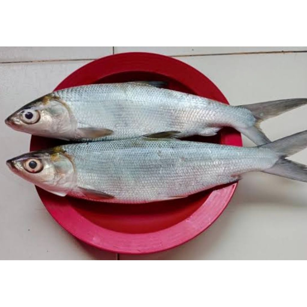 

ikan bandeng segar besar (1kg isi 1-2-3)