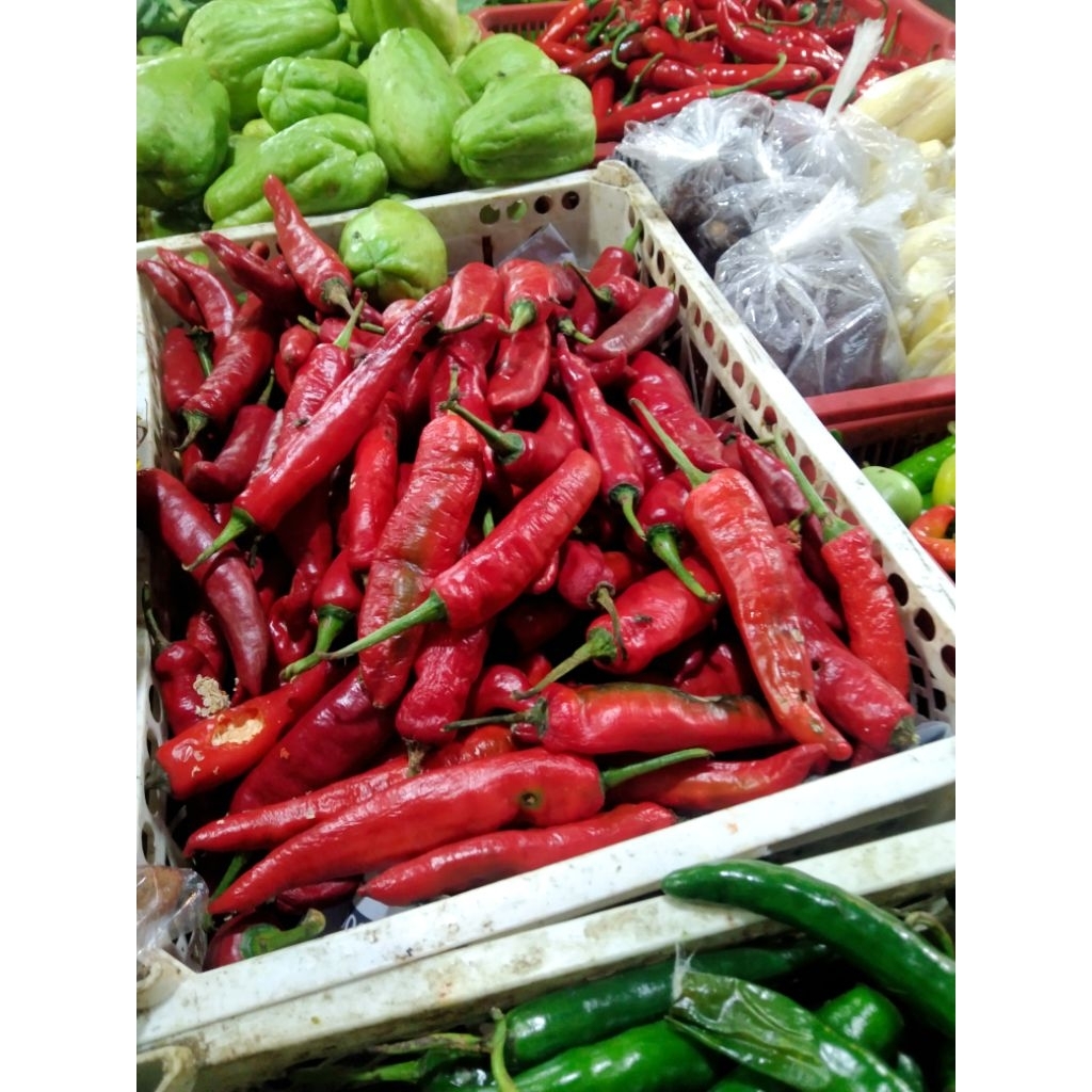 

Cabe merah besar tanjung berkualitas dan s3gar