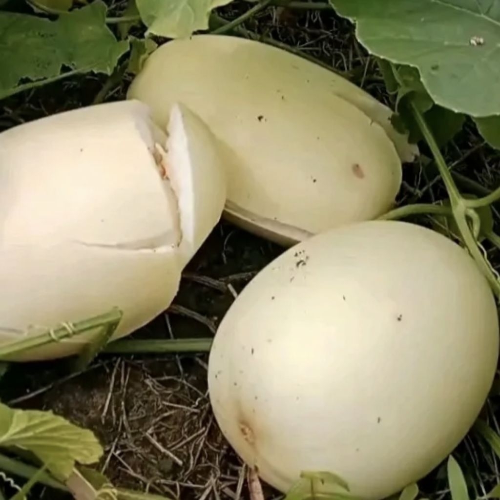 Benih Tanaman Timun Suri Putih