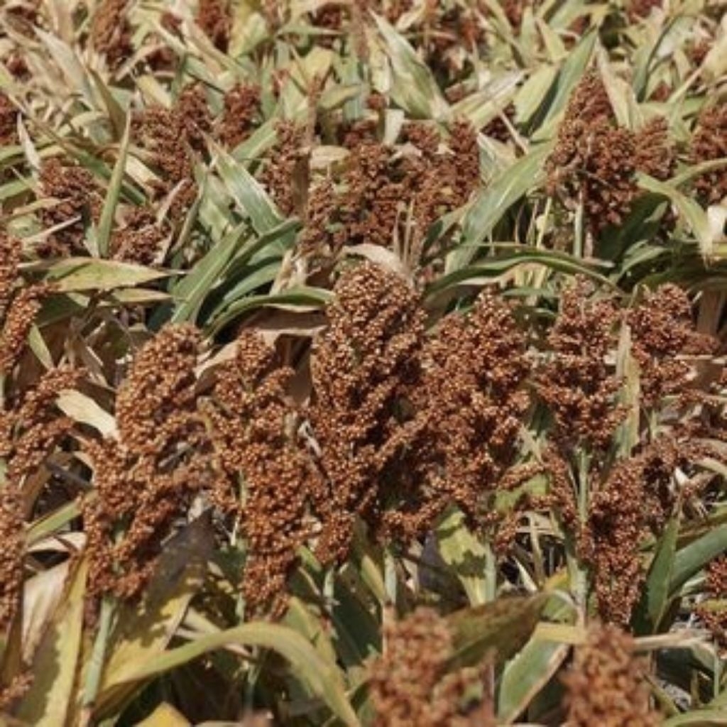 Benih Tanaman Sorgum Merah Bioguma