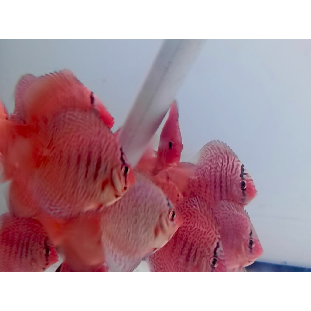 Discus anakan pantera