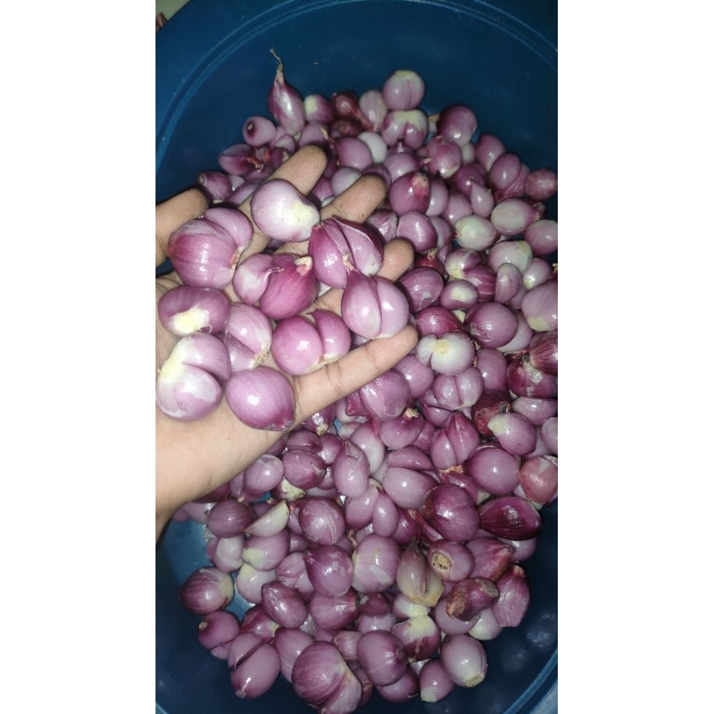 bawang merah 1kg