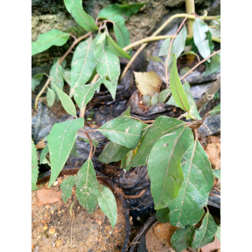 

bibit kayu lemo herbal