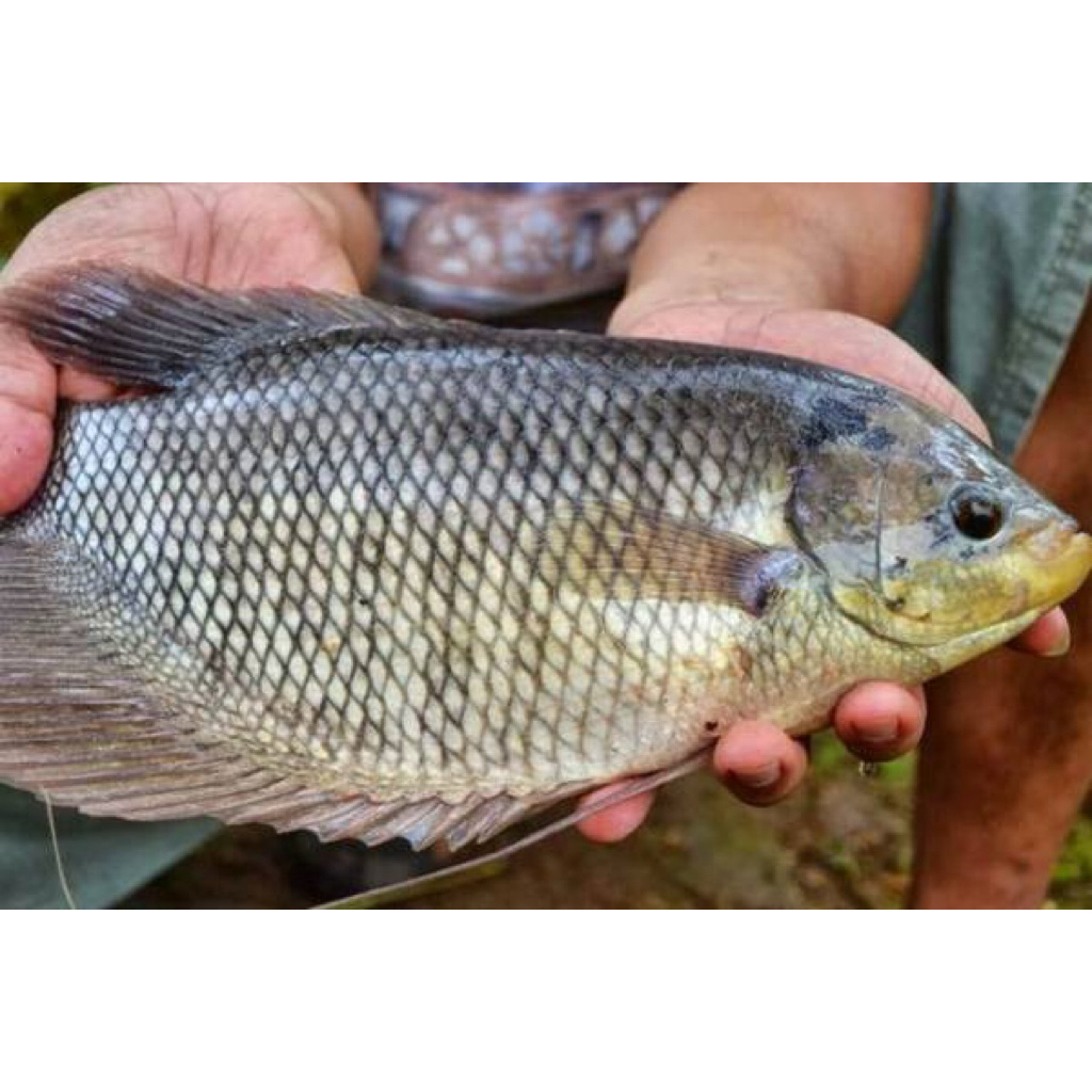 ikan gurame segar 500gr dibersihkan/dipotong