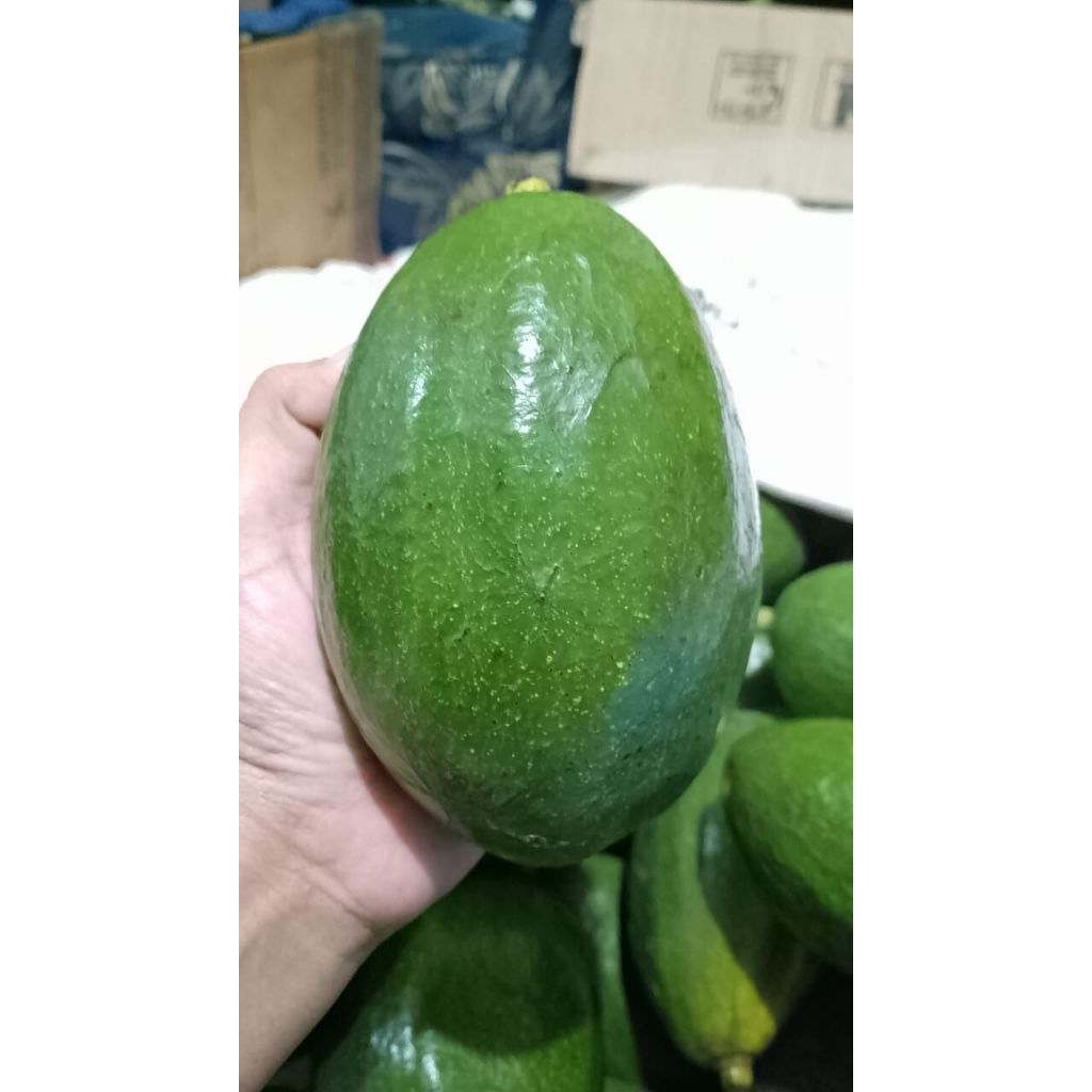 

Alpukat Aligator Mentega 1Kg | Isi 2–3 Buah Besar | Daging Tebal, Creamy, Manis & Gurih