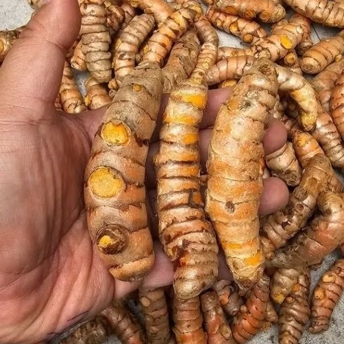 

Kunyit Kuning Segar SUPER - Kunir Fresh SUPER dan Bersih