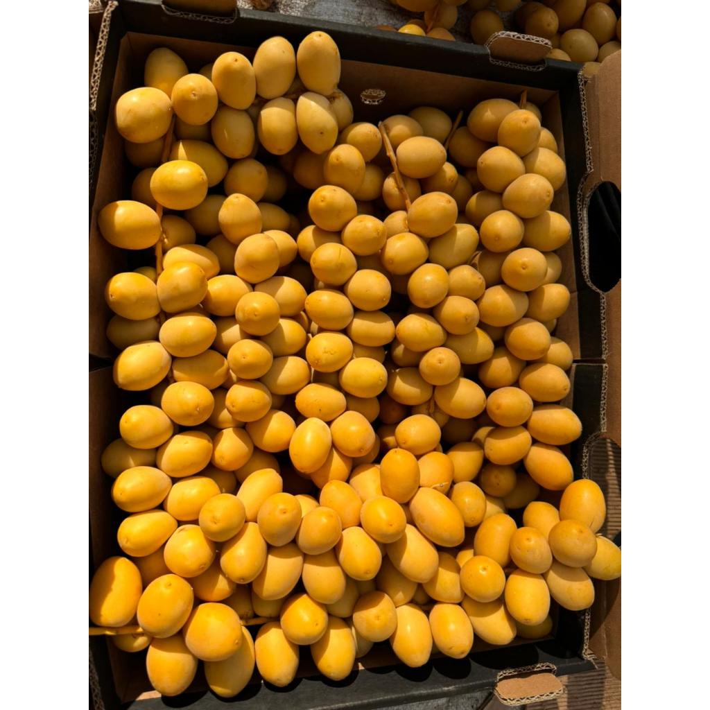 

Kurma muda barhi/ruthob termurah