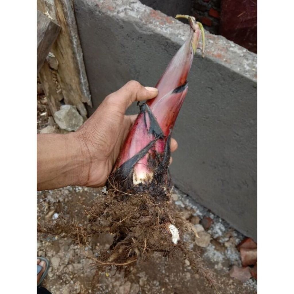 bibit pisang cavendish super anakan bonggol