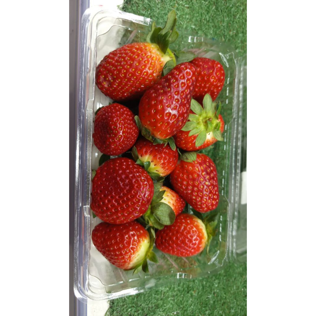 

Buah strawberry import manis segar merah merona strawberry segar 250 gram