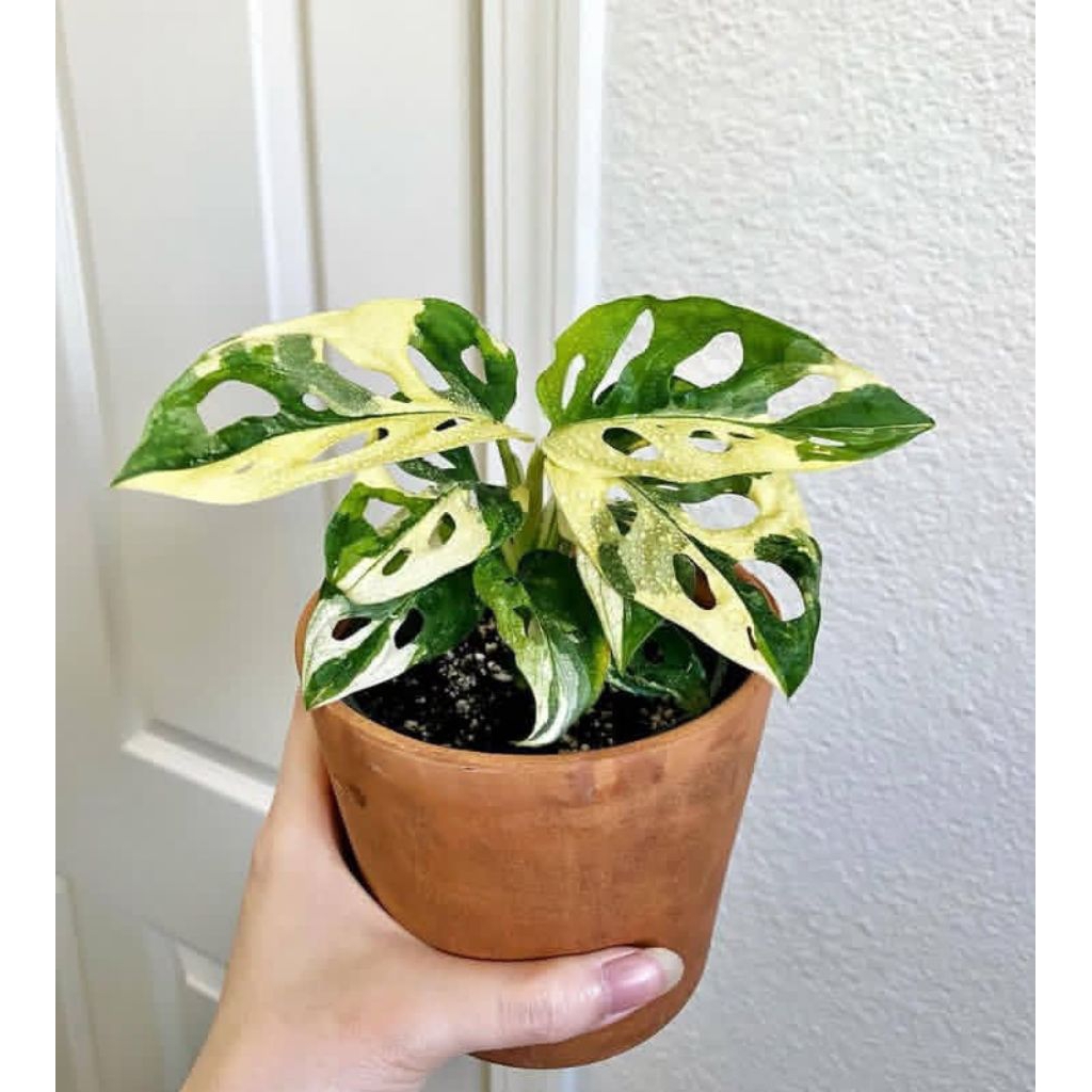 Tanaman hias Monstera varigata bonggol /bibit